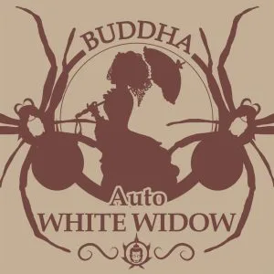 Buddha seeds white widow-auto