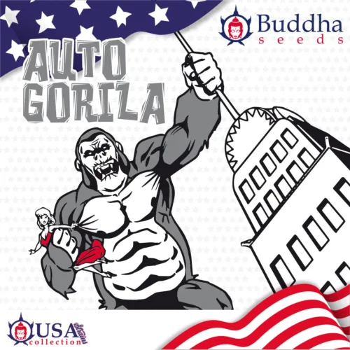 Buddha seeds gorila-auto