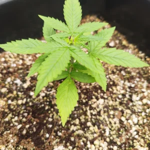 cannabis-seedling-v0-9y5l5359cjif1.webp